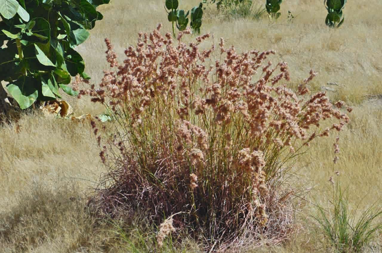 Trawa geranium 10