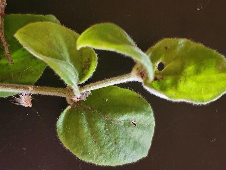 Barleria 8
