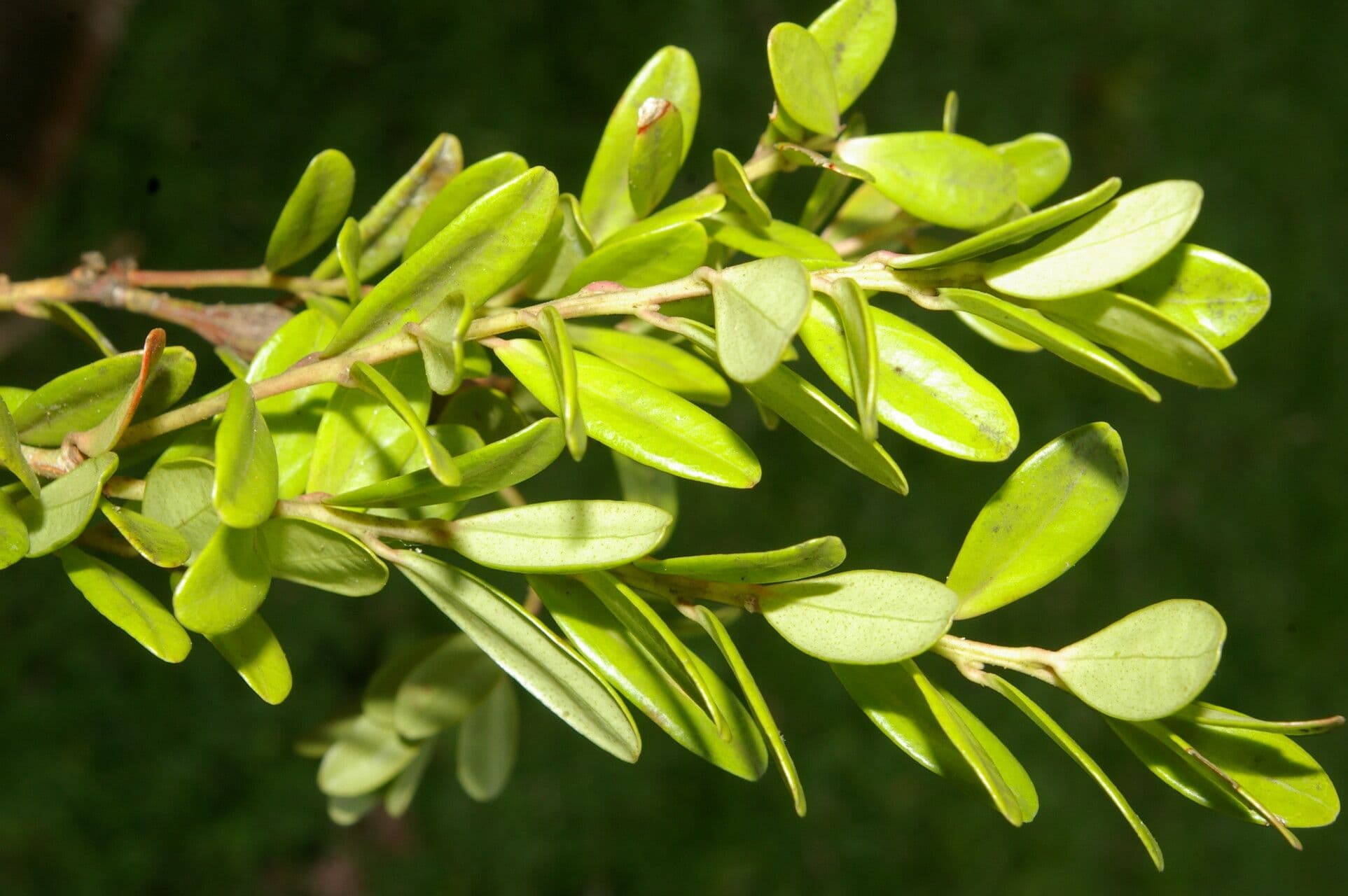 Cavendishia 19