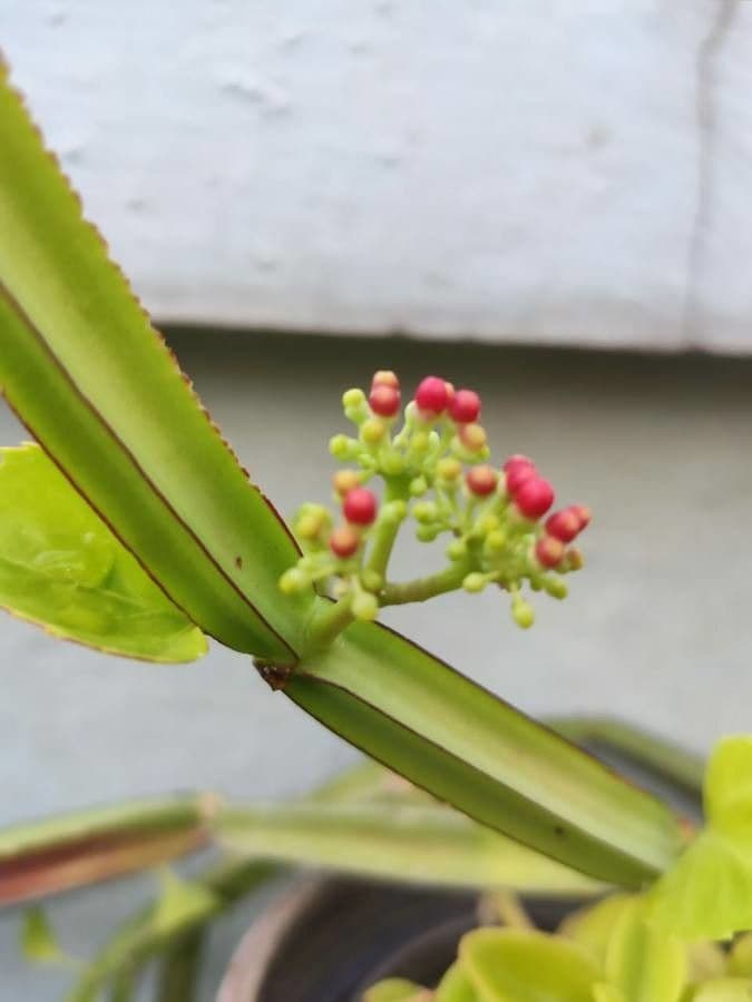 Cissus 9