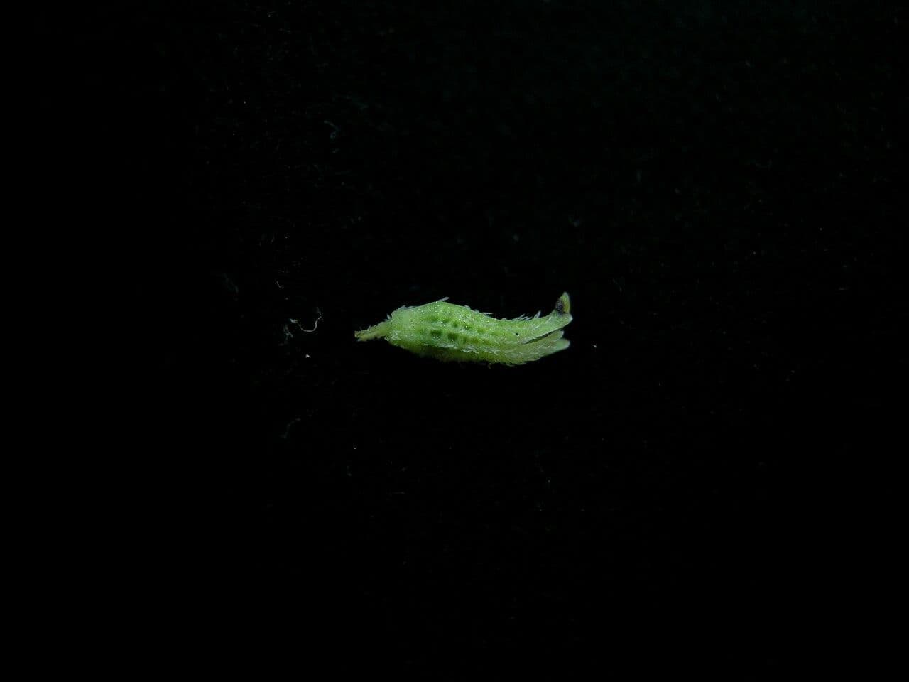 Platostoma 6