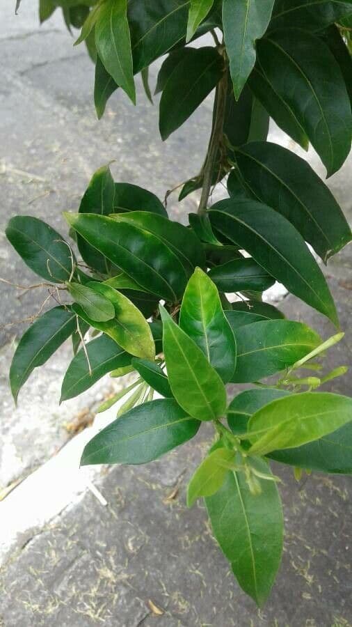 Cestrum nocturno 20