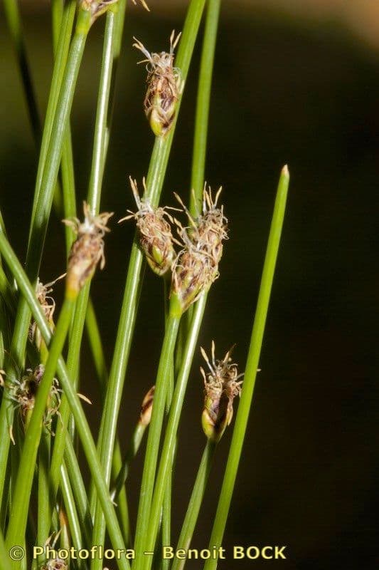Sedge bonariensis 2