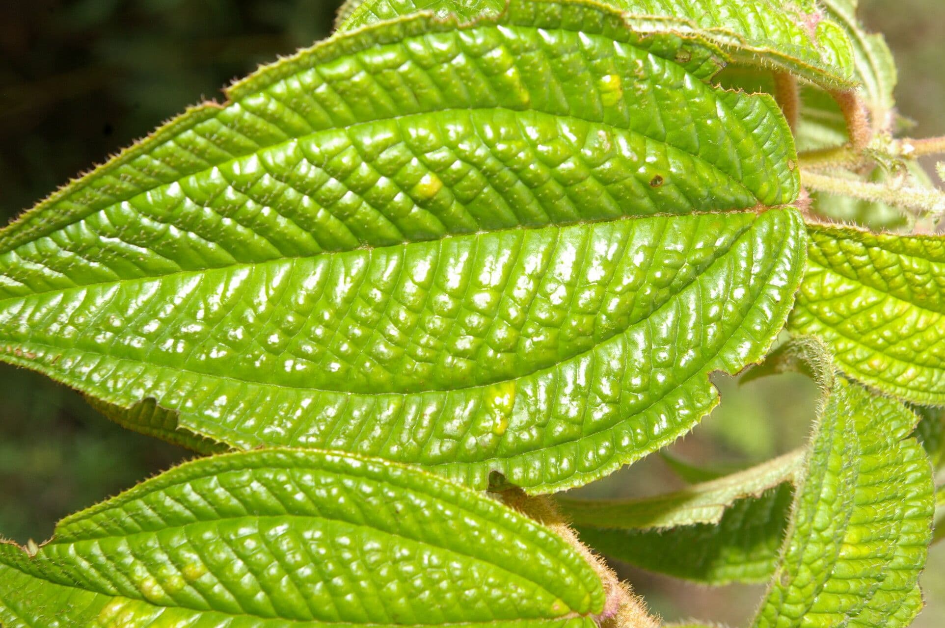Miconia 4