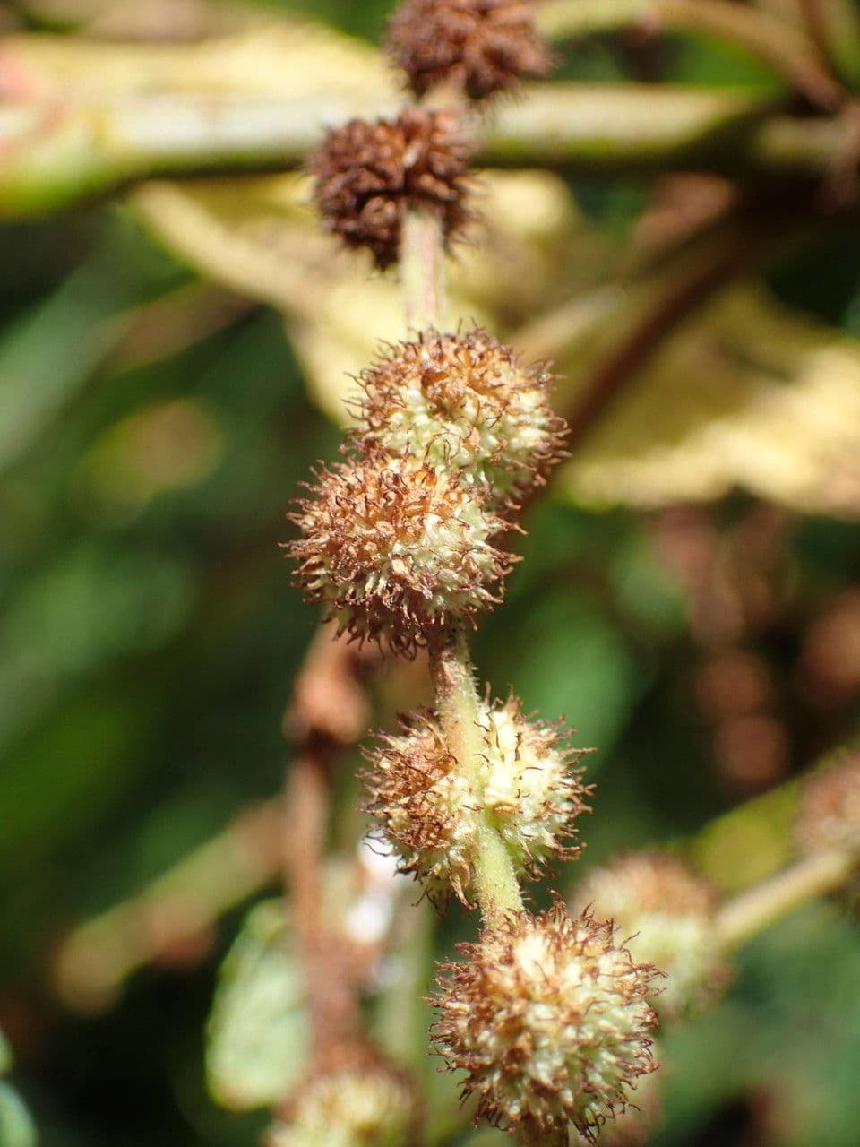 Ortica falsa pendula 3