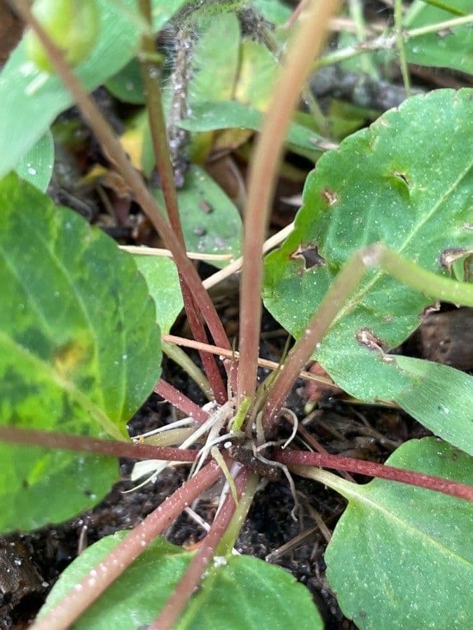 Viola lanceolata 15