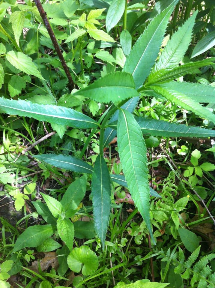 Chelone glabra 13