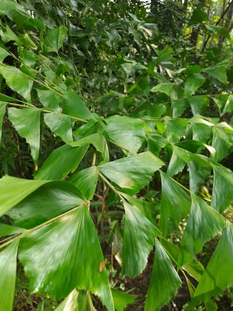 Fuchsschwanzpalme 13
