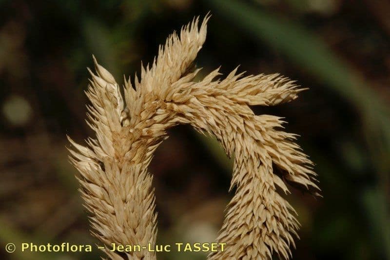 Codolina nuda 5