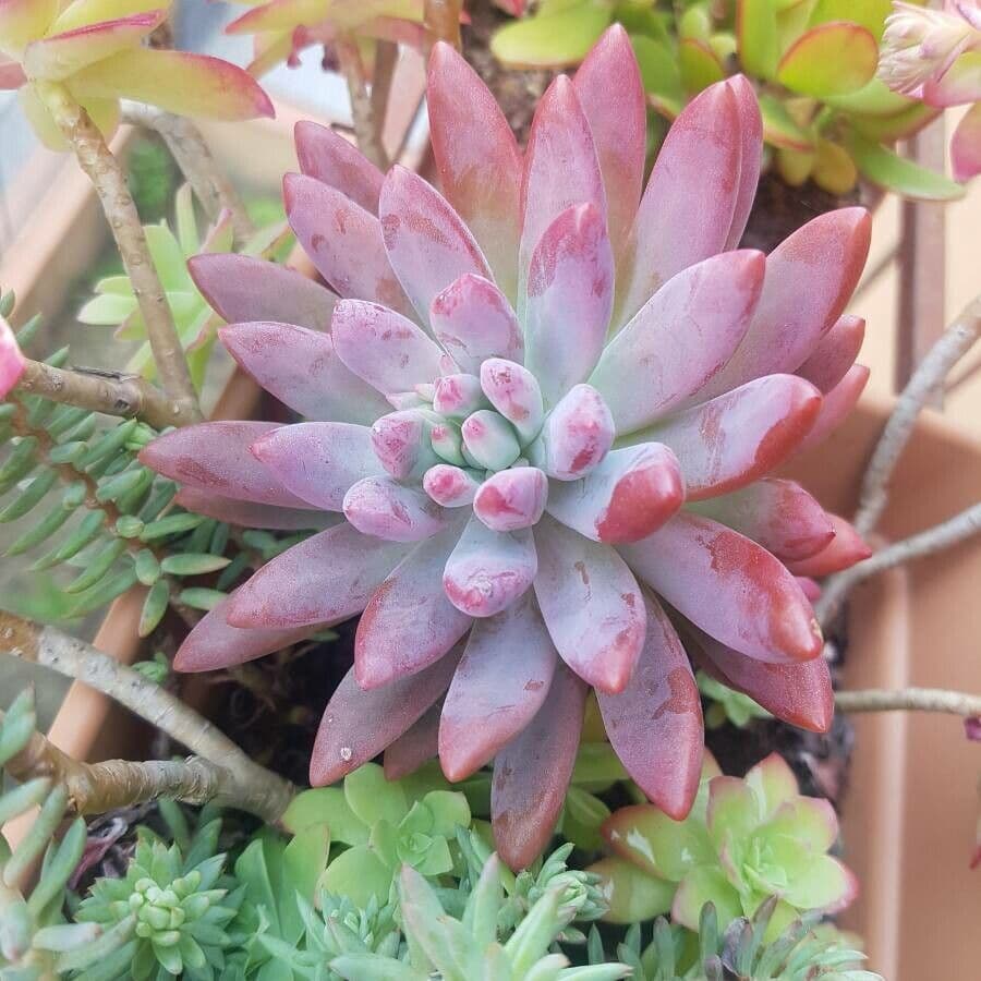 Dudleya di Greene 14