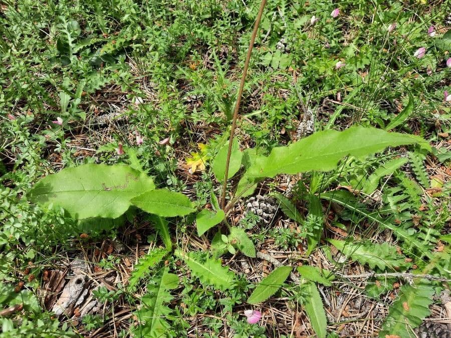 Lachenals Habichtskraut 23