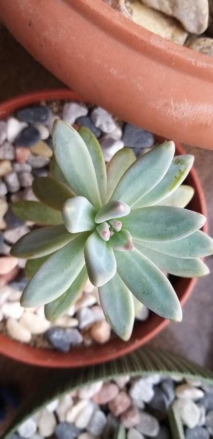 Dudleya di Greene 6