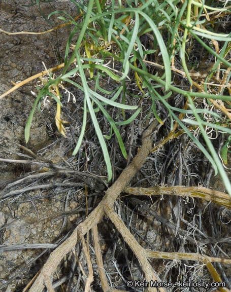 Lepidium fremontii 17