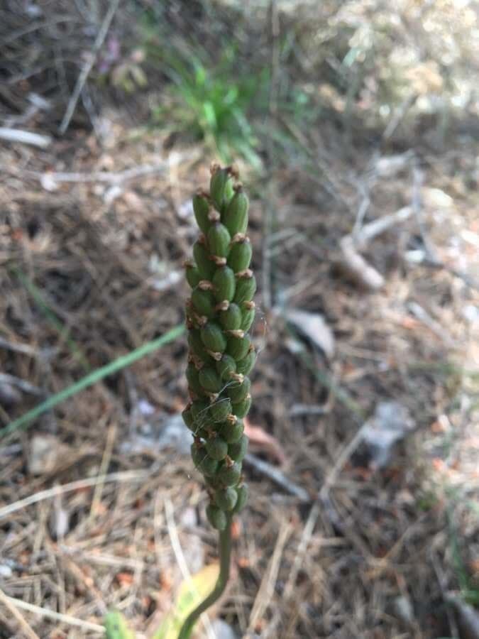 Orchidea maculata 5