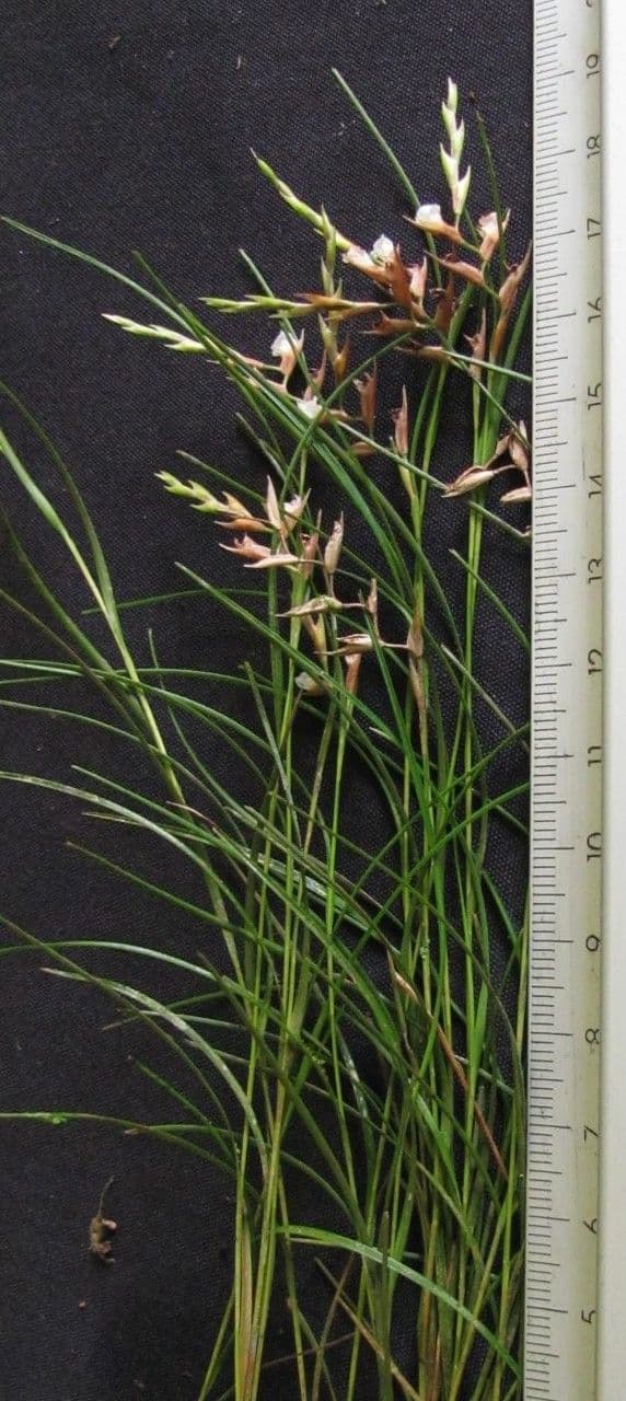 Elleanthus 5