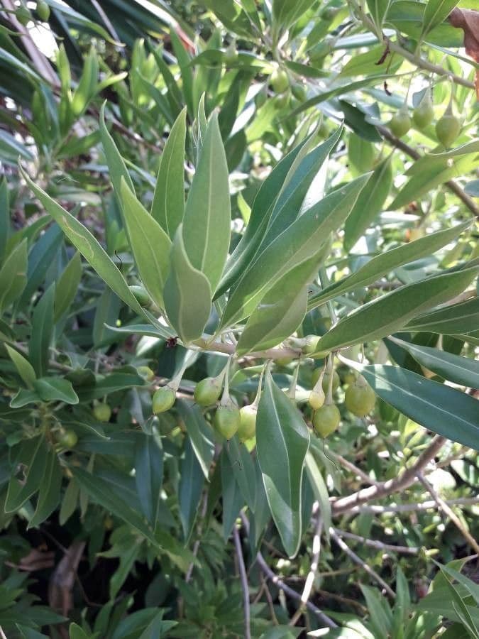 Bontia 2
