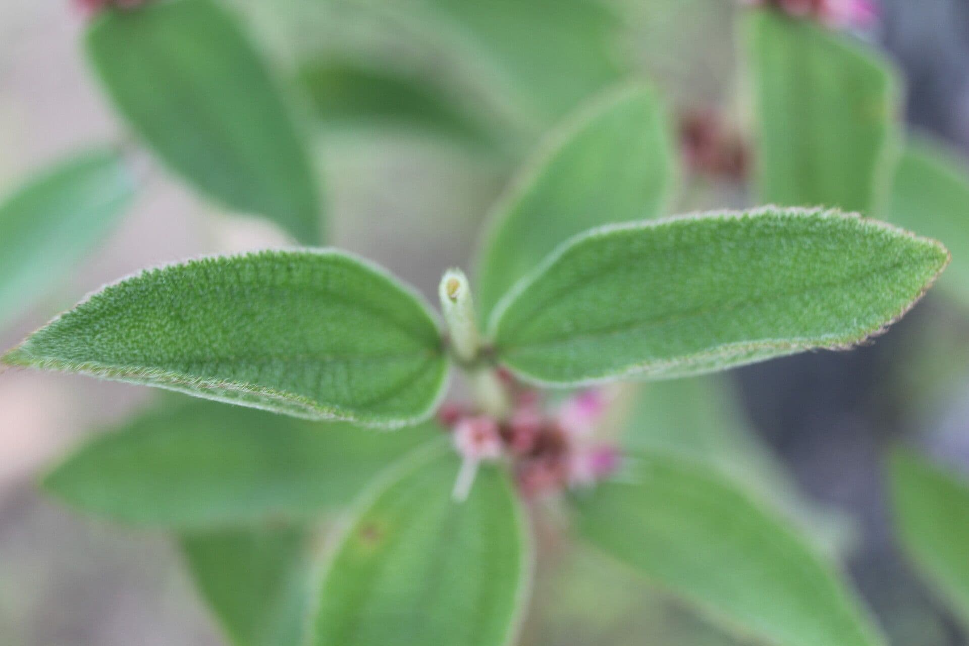 Miconia sericea 15