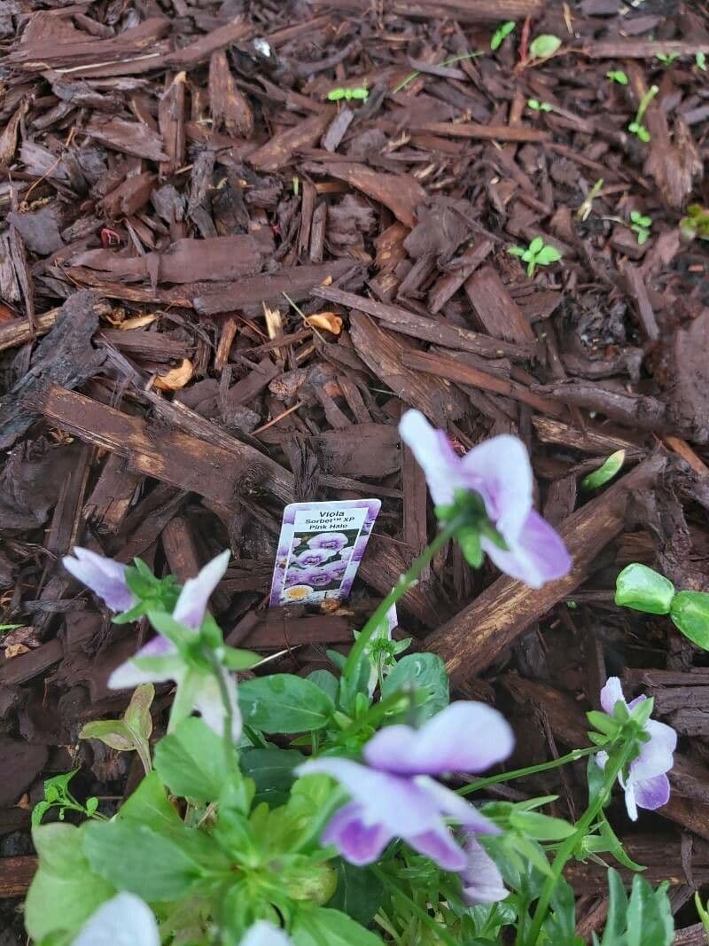 Bedding pansy 24