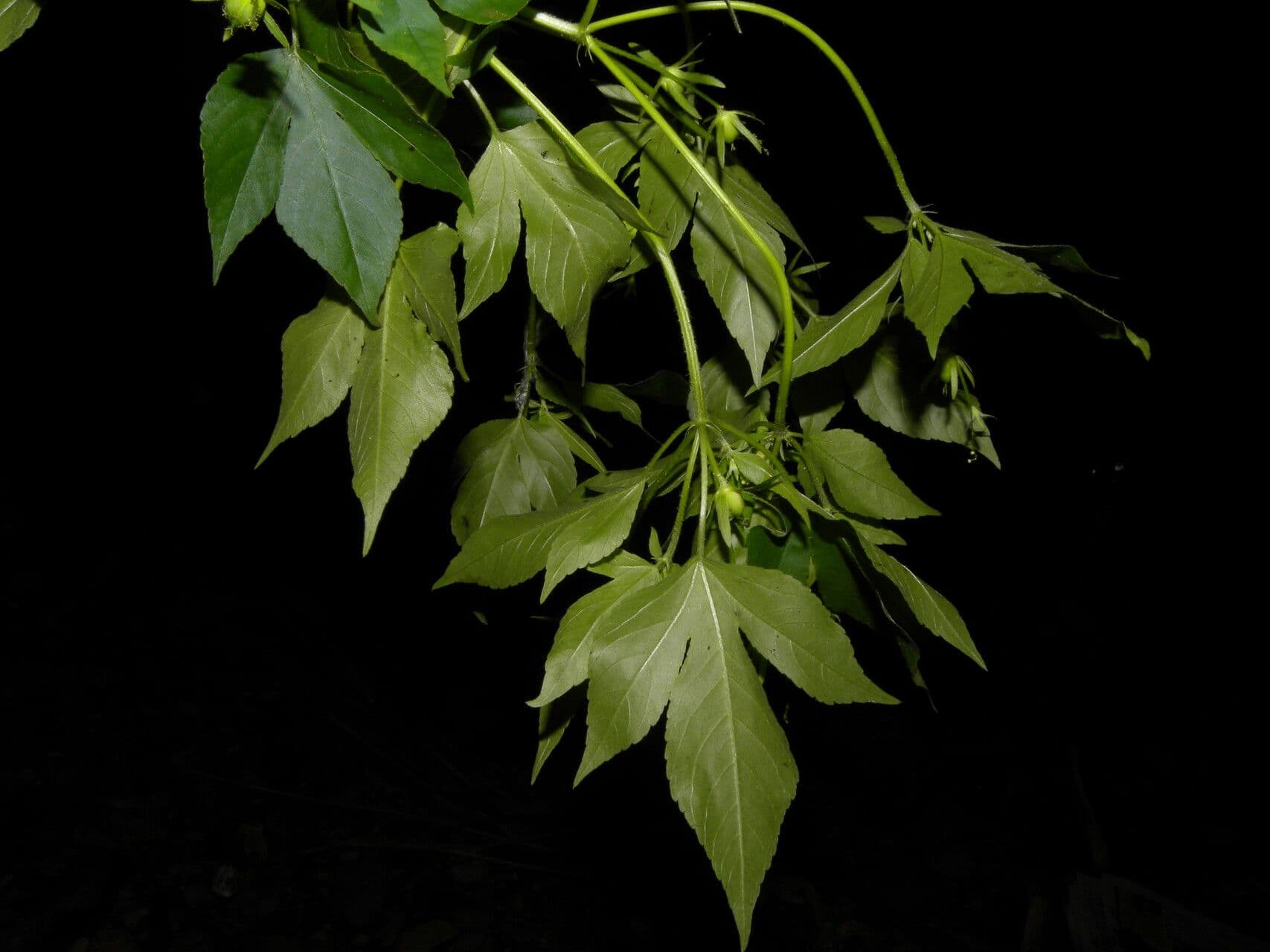 Croton lobato 13