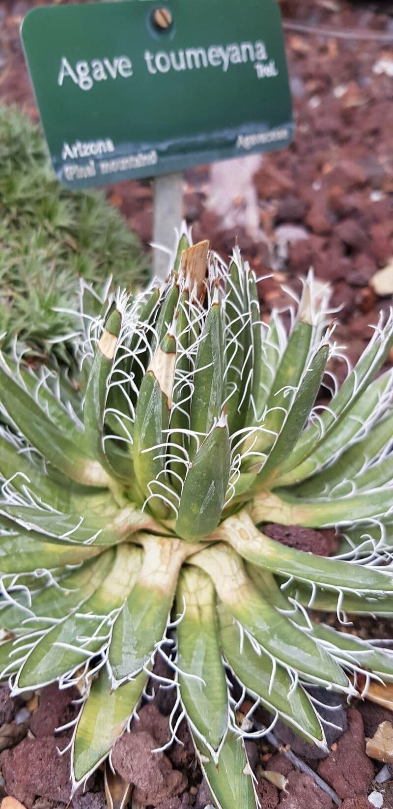 Agave 7