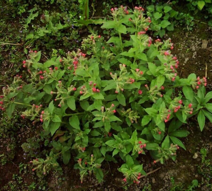 Polmonaria rossa 3