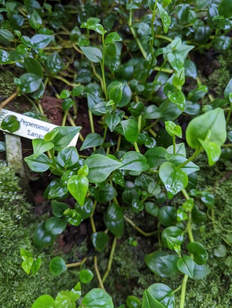 Peperomia blanda 10