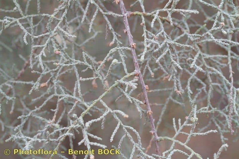 Kanaren-Tamarisk 28