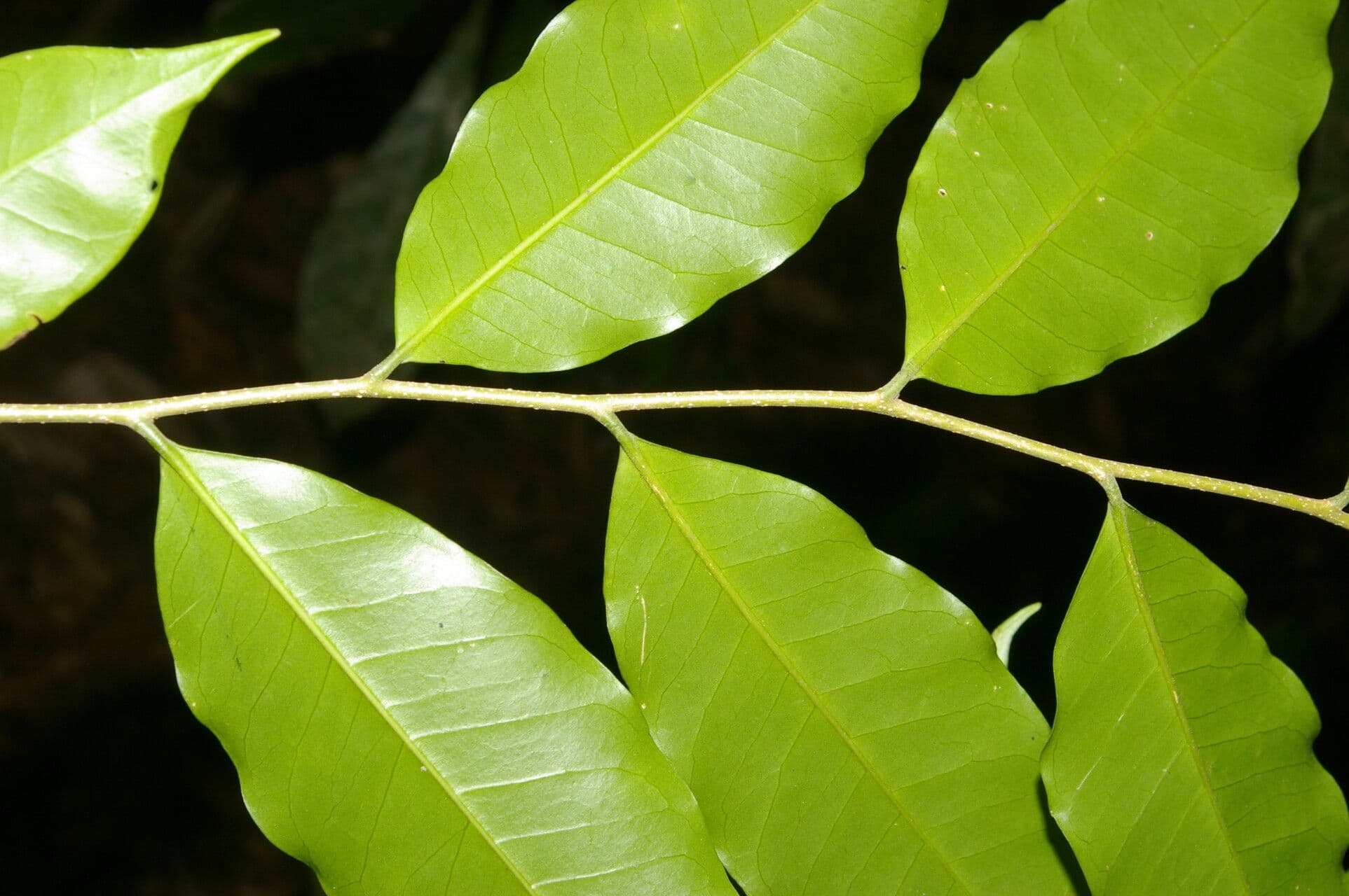 Aspidosperma rigida 4