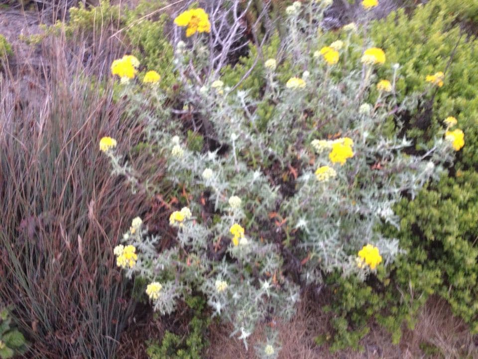 Eriophyllum 19
