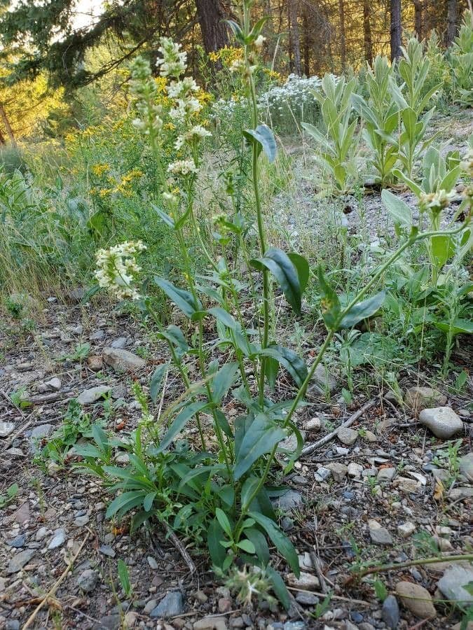 Penstemon 8