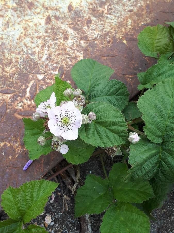 Bereifte Brombeere 15