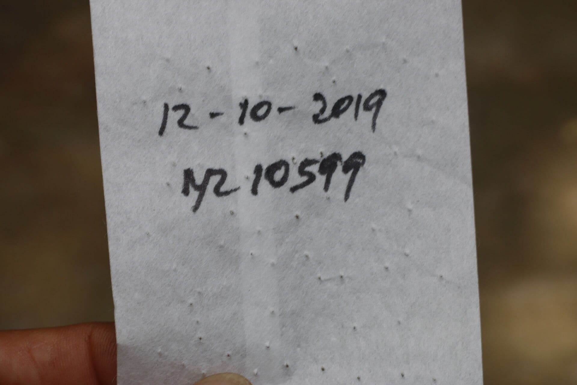 Amphipterygium 15