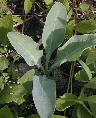 Penstemon grande 13