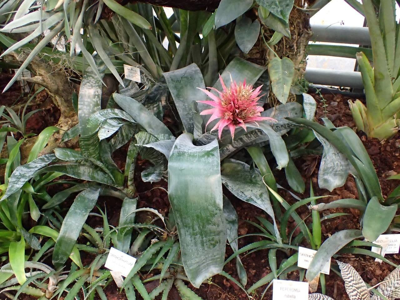Aechmea 12