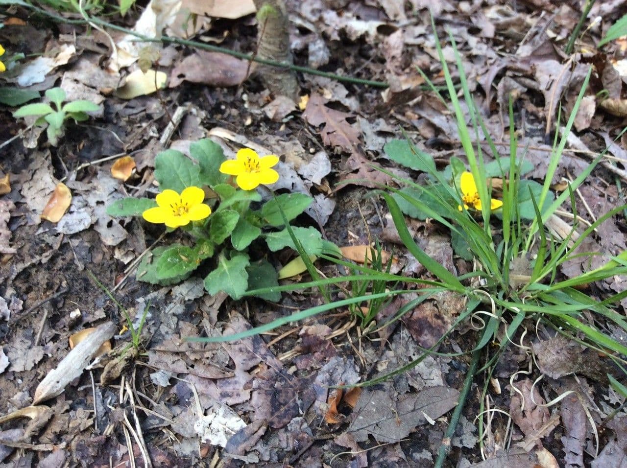 Chrysogonum 7