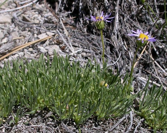 Erigeron 10