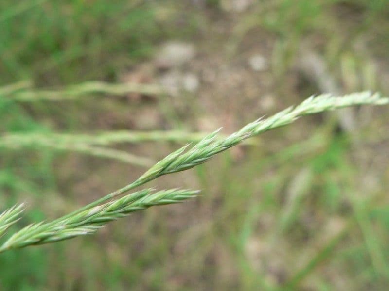 Festuca marginata