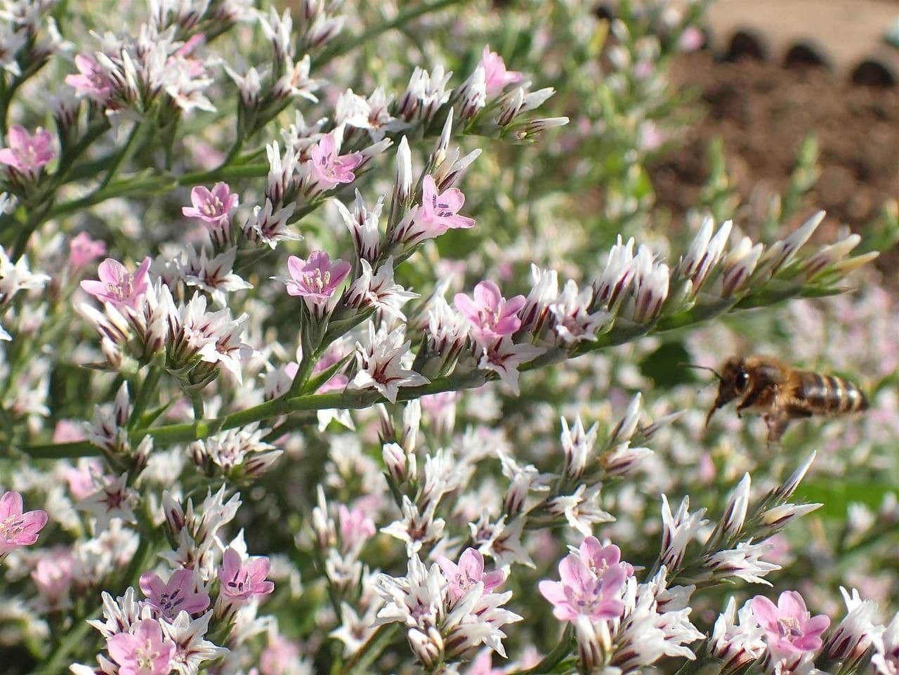 Goniolimon tataricum 6