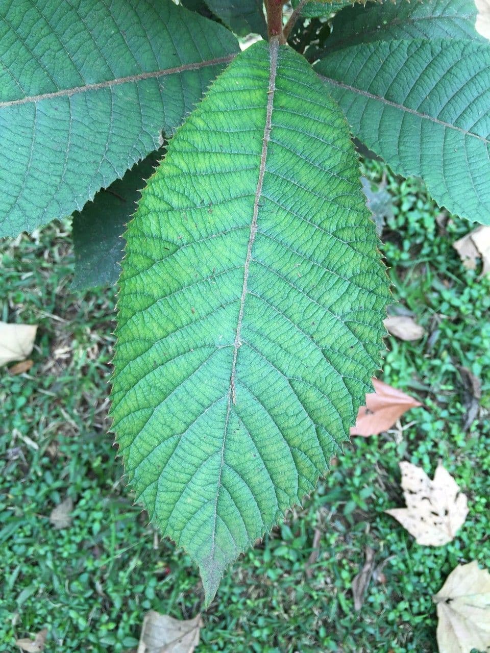 Clethra 7