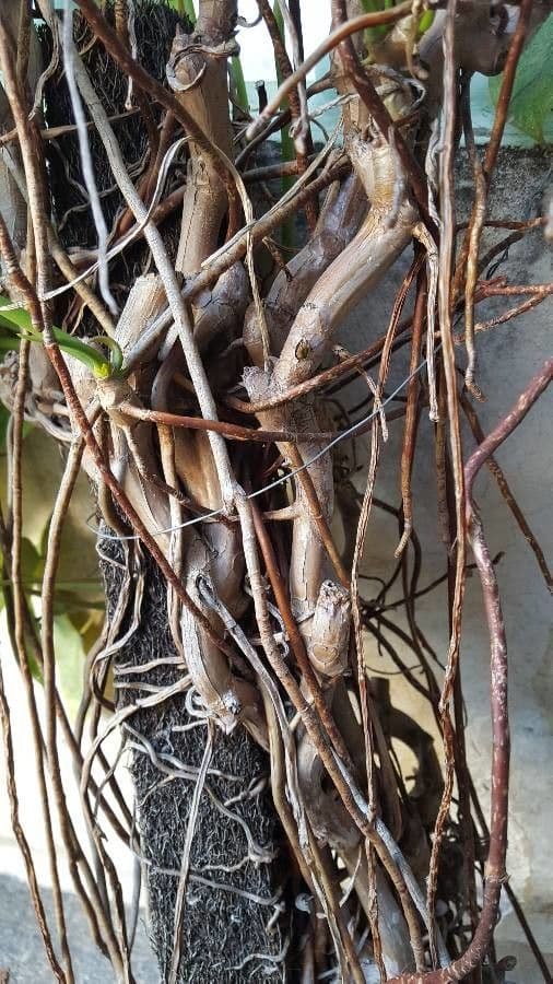 Syngonium 24