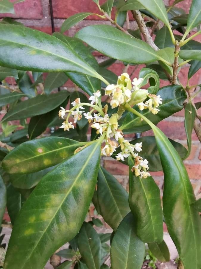 Picconia excelsa 2