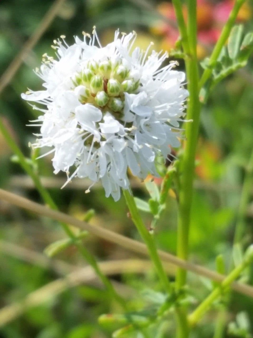 Dalea 5