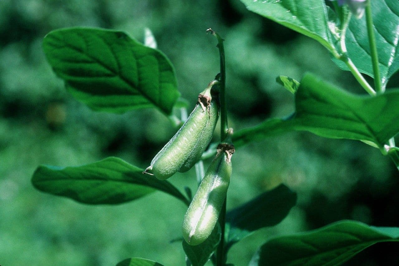 Crotalaria verrucosa 17