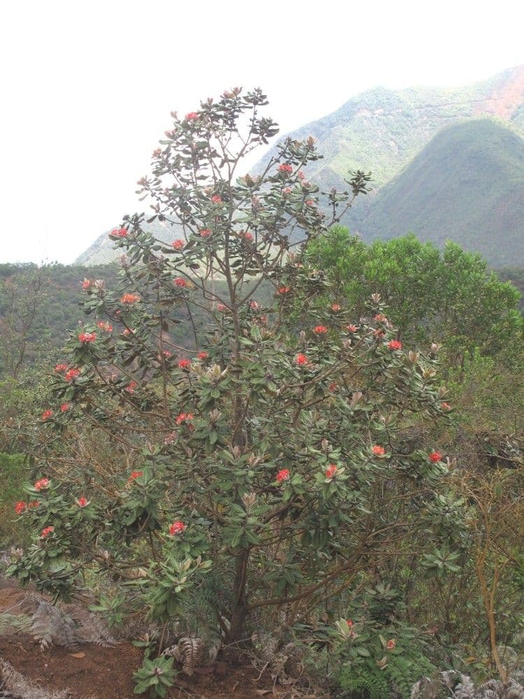 Xanthostemon 14