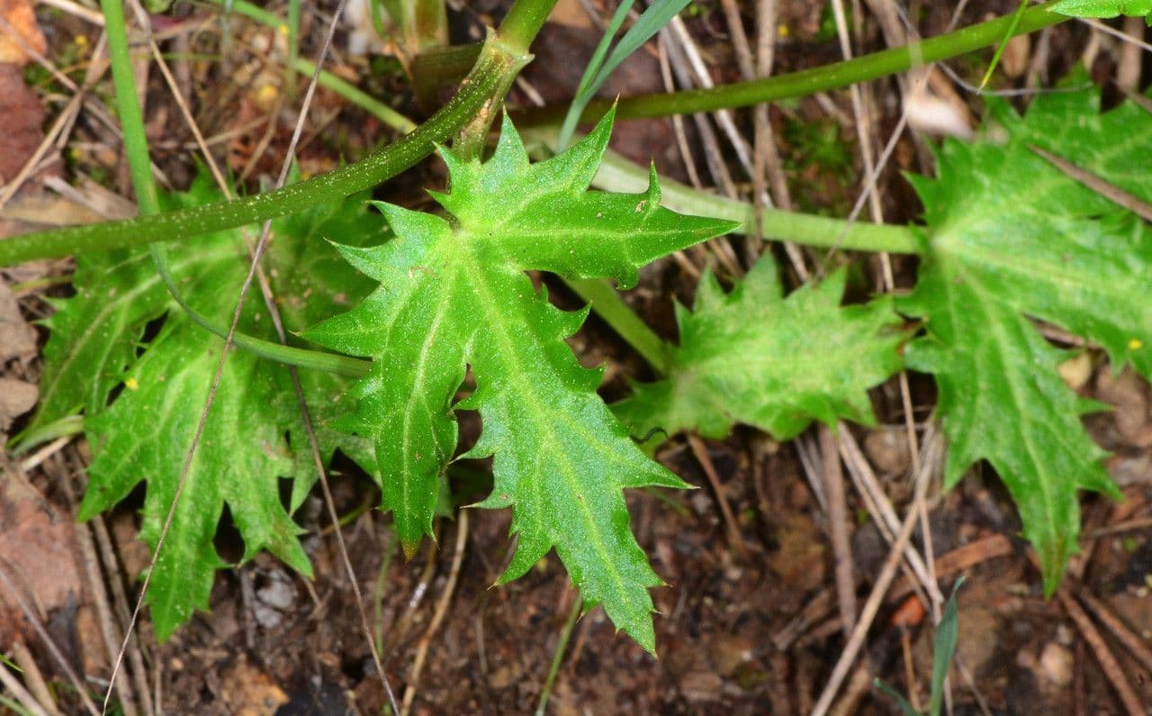 Sanicula 6