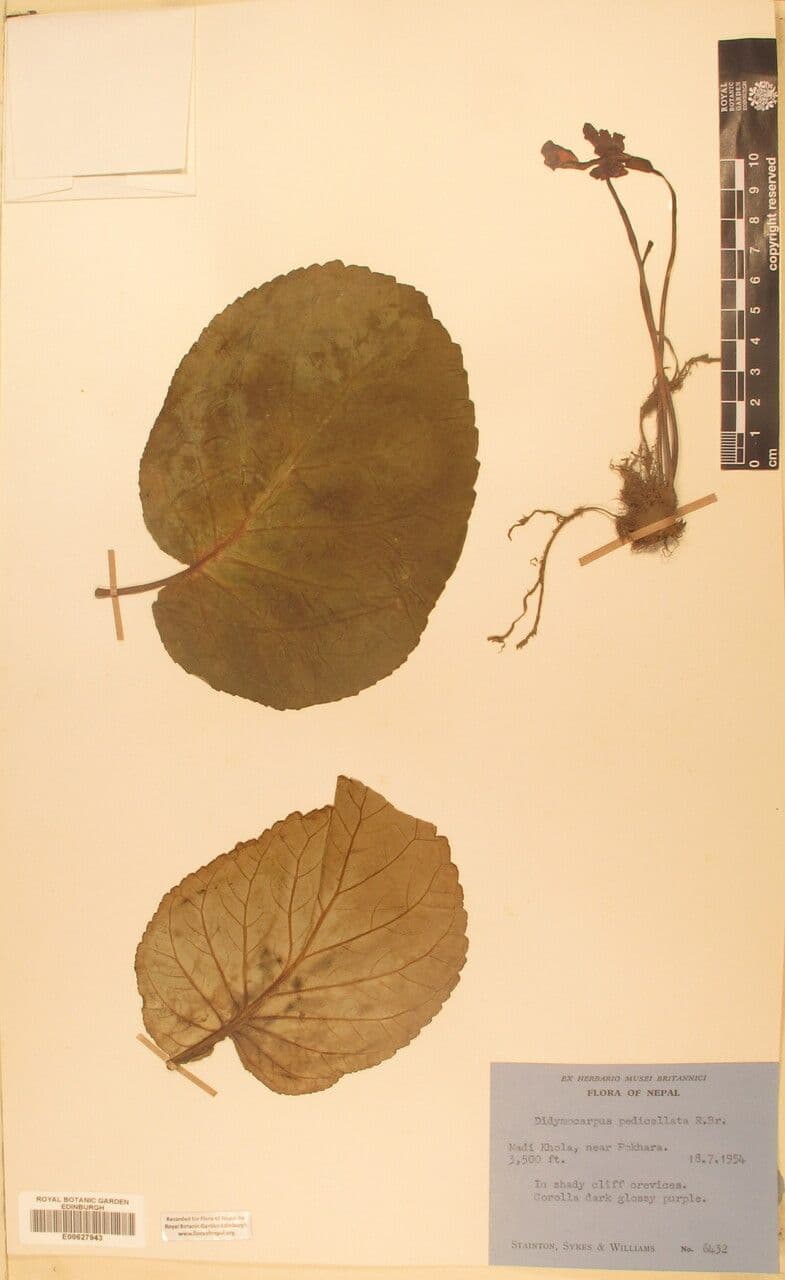 Didymocarpus 12
