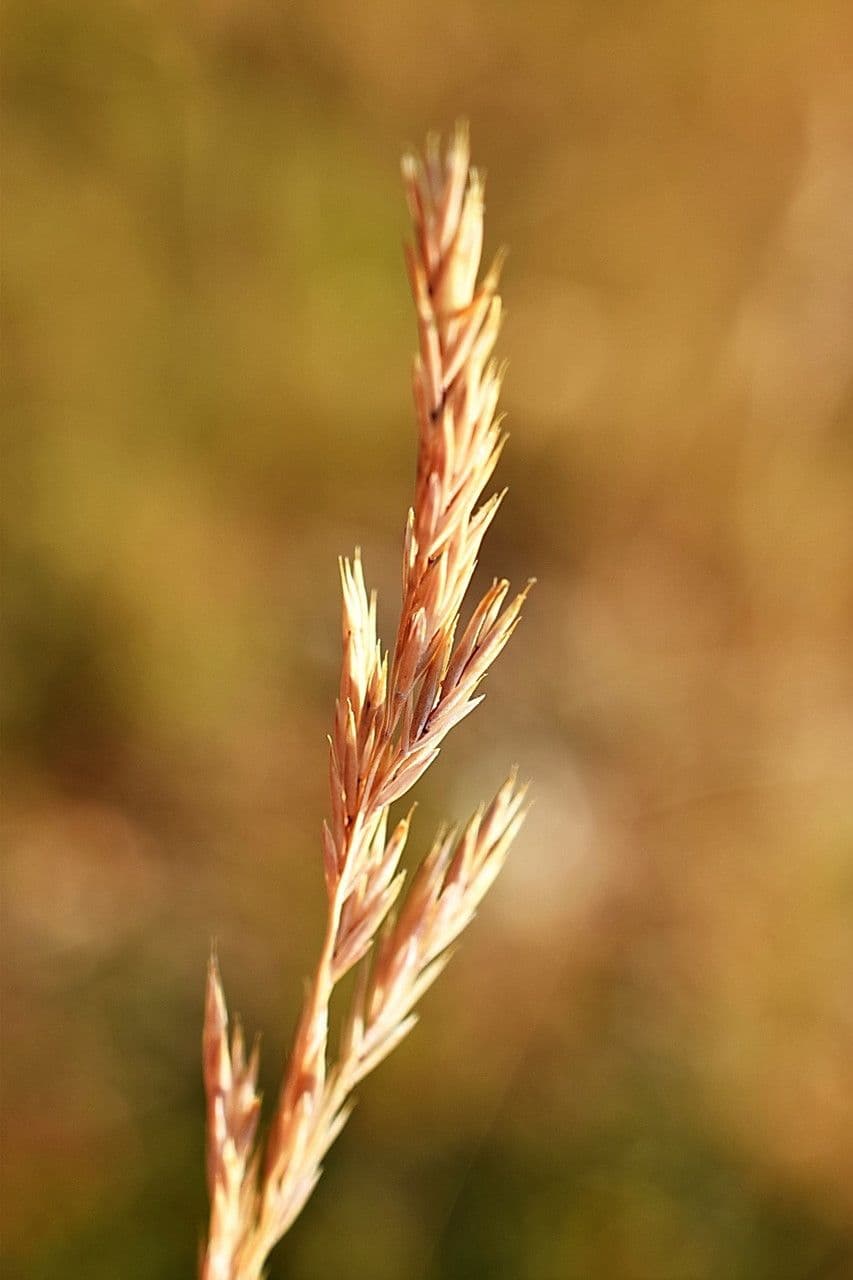 Festuca marginata 15