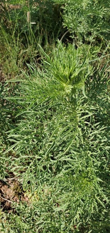 Bur ragweed 9