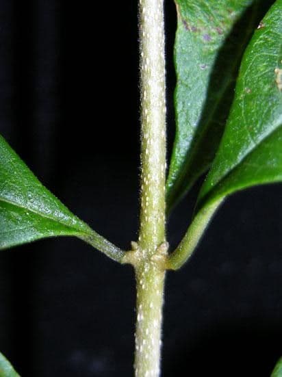 Volkameria ligustrina 3