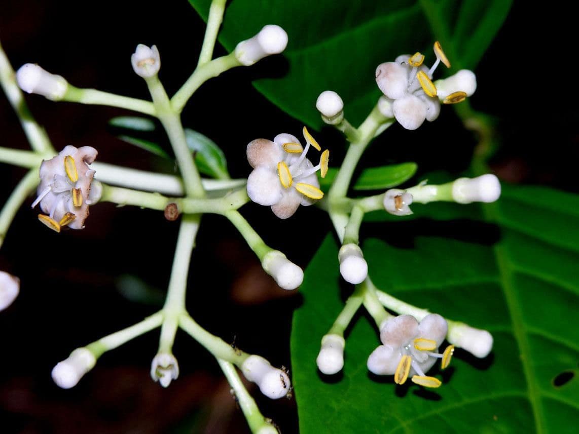 Chione venosa 20